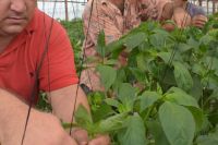 ABT cultivos tapados 20